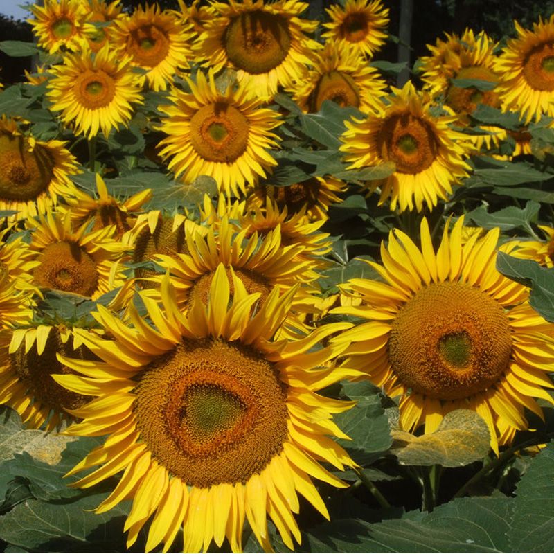 Edible Sunflower Seeds 20 Seeds Helianthus Annus Beautiful Flower Seeds